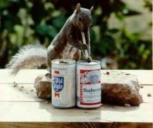 squirrel-drinking-budweiser-300x250